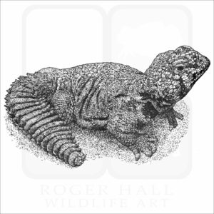 Bent's Spiny-Tailed Lizard