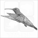 Berylline Hummingbird