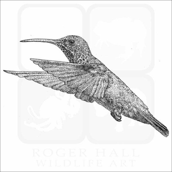 Berylline Hummingbird