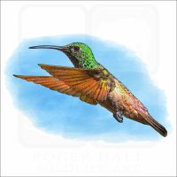 Berylline Hummingbird illustration