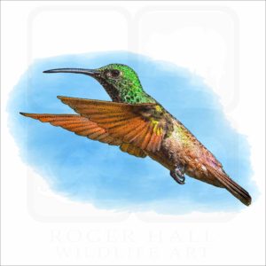 Berylline Hummingbird illustration