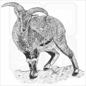 Bharal or Blue Sheep