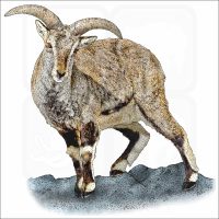 Bharal illustration
