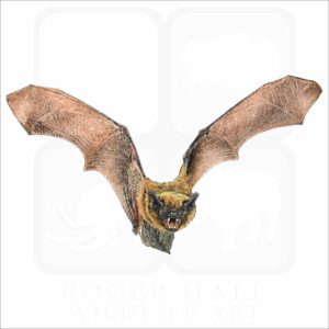 Big Brown Bat illustration