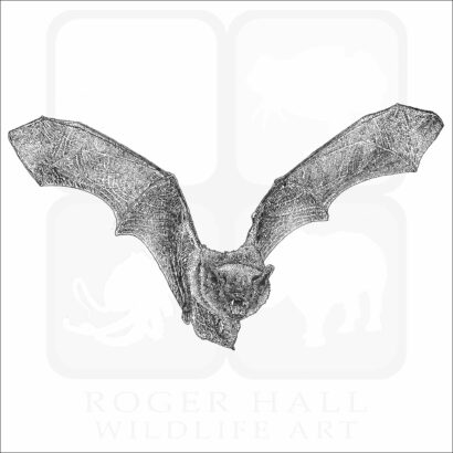 Big Brown Bat
