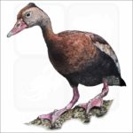 Black-Bellied Whistling Duck illustration