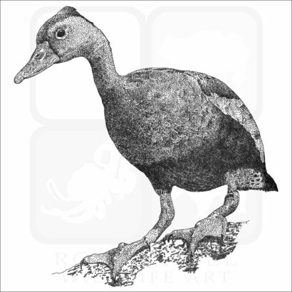 Black-Bellied Whistling Duck