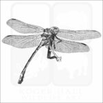 Common Clubtail Dragonfly