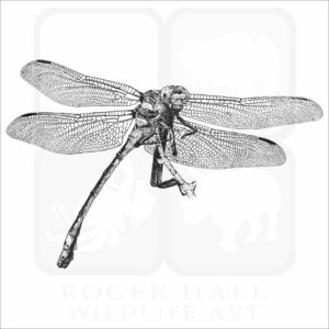 Common Clubtail Dragonfly