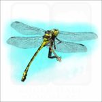 Common Clubtail Dragonfly illustration