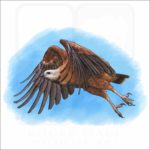 Black Collared Hawk illustration