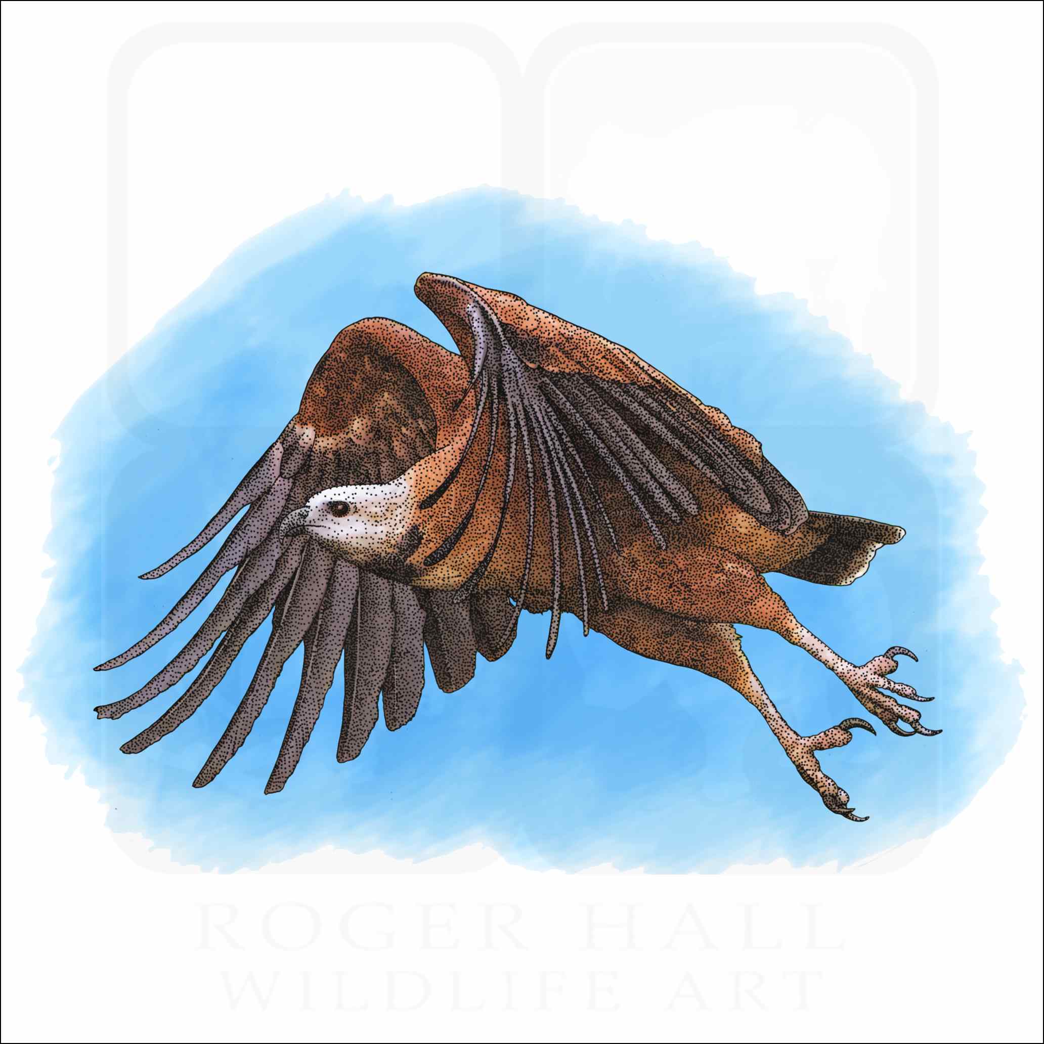 Black Collared Hawk Black Collared Hawk illustration