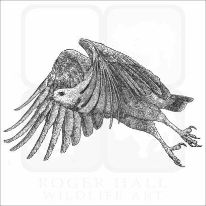Black Collared Hawk