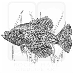 Black Crappie