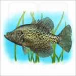 Black Crappie illustration