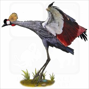 Black-Crowned Crane illustration