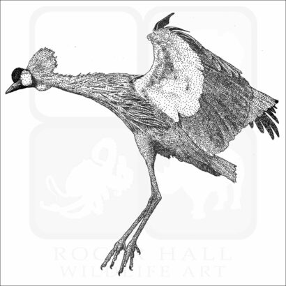 Black-Crowned Crane