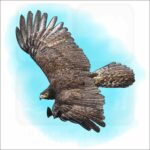 Black Eagle illustration