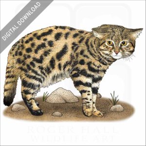 Black-Footed Cat stock image