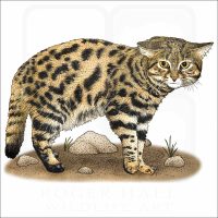 Black-Footed Cat illustration