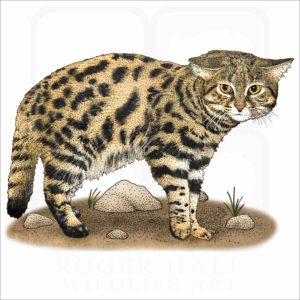 Black-Footed Cat illustration
