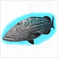 Black Grouper illustration
