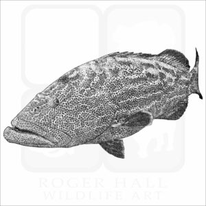 Black Grouper