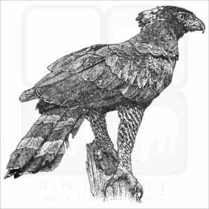 Black Hawk Eagle
