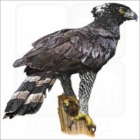 Black Hawk Eagle illustration
