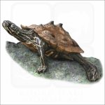 Black-Knobbed Map Turtle illustration