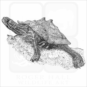 Black-Knobbed Map Turtle