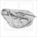 Black Mamba