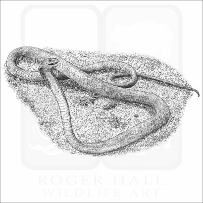 Black Mamba