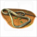 Black Mamba illustration