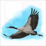 Black-Necked Crane illustration