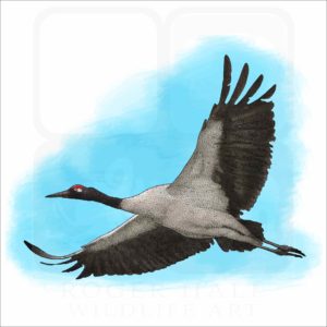 Black-Necked Crane illustration