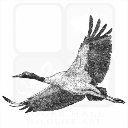 Black-Necked Crane
