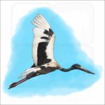 Black-Necked Stork illustration
