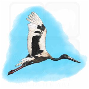 Black-Necked Stork illustration