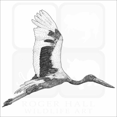 Black-Necked Stork