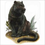 Black Panther illustration