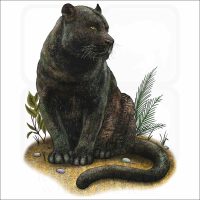 Black Panther illustration