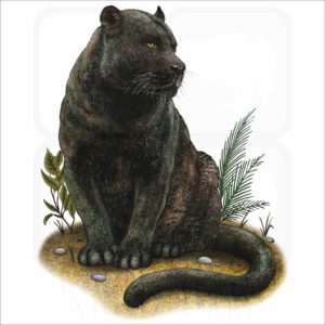 Black Panther illustration