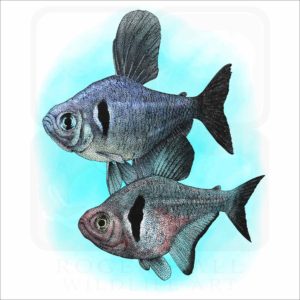 Black Phantom Tetras illustration