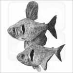 Black Phantom Tetras