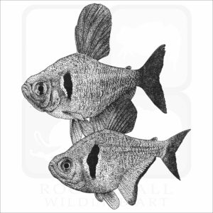 Black Phantom Tetras