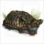 Black Pond Turtle illustration