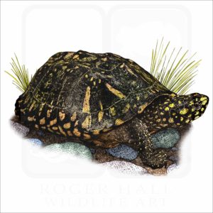 Black Pond Turtle illustration