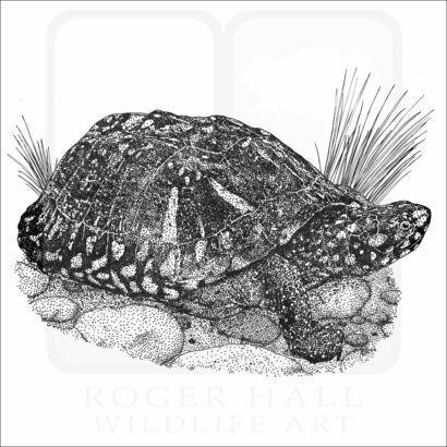 Black Pond Turtle