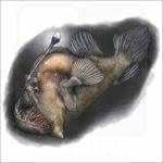 Black Seadevil illustration